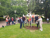 Mehlbeere (Baum des Jahres 2024)